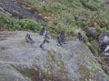 Least Auklets