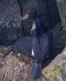 Red.faced Cormorants