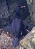 Red-faced Cormorants