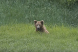 YearlingBrown Bear in the grass