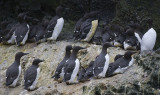 Common Murres