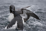 5.Murres fighting