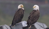 Bald Eagle Pair