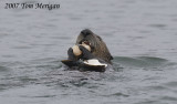 2.Sea Otter eats large clam series