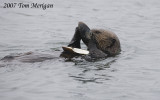 5.Sea Otter eats large clam series