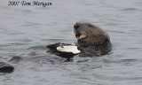 4.Sea Otter eats large clam series