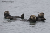 Three Sea Otters