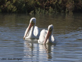 3.Two American White Pelicans checking how far they came