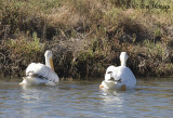 6.Two American White Pelicans heading for harvest