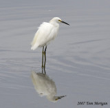 Snowy Egret