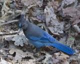 Stellars Jay