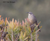 California Thrasher