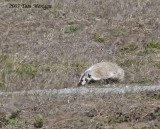 American Badger