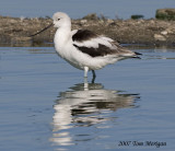 American Avocet,nonbreeding female