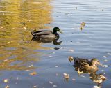 Ducks on the Potomac