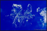 Snowflakes IV