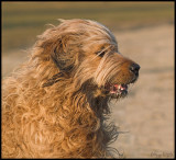 Lobbes - Briard