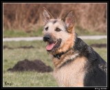 Benji - German shepherd