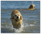 Golden retriever
