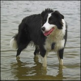 Border Collie