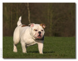 English Bulldog