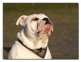 English Bulldog