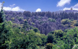 MAJOR  STONE  FOREST