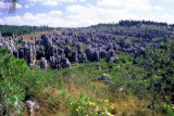 MINOR  STONE  FOREST