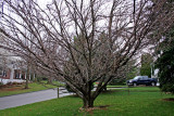 Jens Tree
