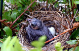 Kellys Baby Bird Update