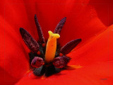 Poppy Blossom<br><small>by Felix Reichmann</small>