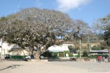 Arbol Gigante en el Parque de la Cebecera Municipal