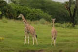 Girafas en la Seccion Africana