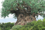 Arbol que Identifica al Parque