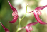 Las Orquideas son Tambien muy Comunes en el Lugar