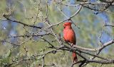 Male Northern Cardinal