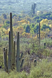 Sabino_Fall_4943.jpg