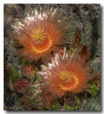 Barrel Cactus Blossoms I
