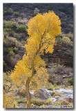 Fall 2006