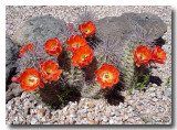 Cactus_bloom_1169_500.jpg