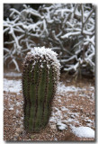 Saguaro with Light Snow