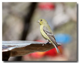 Female Lesser Goldfinch at the Fountain