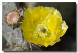 Prickly Pear Cactus