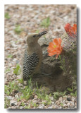 Female Gila Woodpecker