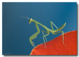 Young Mantis Color