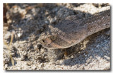 Western Diamond-backed Rattlesnake