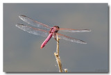 Roseate Skimmer (Male)