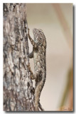 Clarks Spiny Lizard