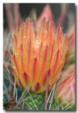 Barrel Cactus Blossom II