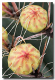 Barrel Cactus Blossom Buds
